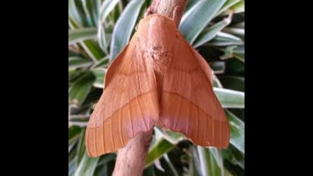 APRENDA A DIFERENÇA ENTRE BORBOLETA E MARIPOSA смотреть онлайн