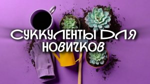 Суккуленты для новичков