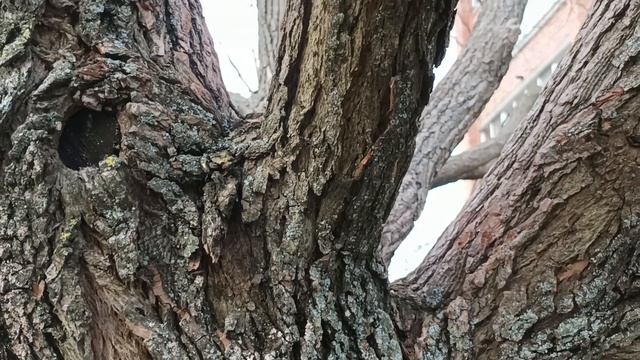 Мудрые слова о жизни и любви/ Цитаты Рэй Брэдбери/ Фразы со смыслом смотреть онлайн