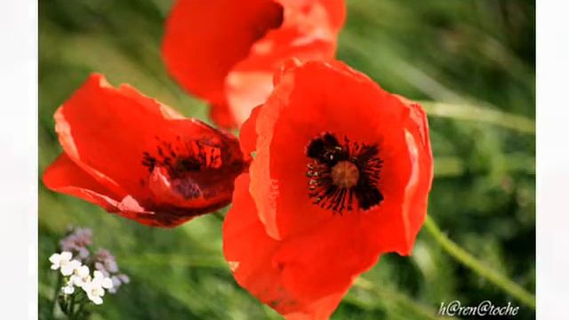 les coquelicots смотреть онлайн