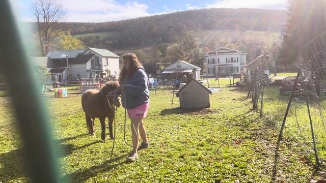 Rescue pony Hilda fall training time смотреть онлайн