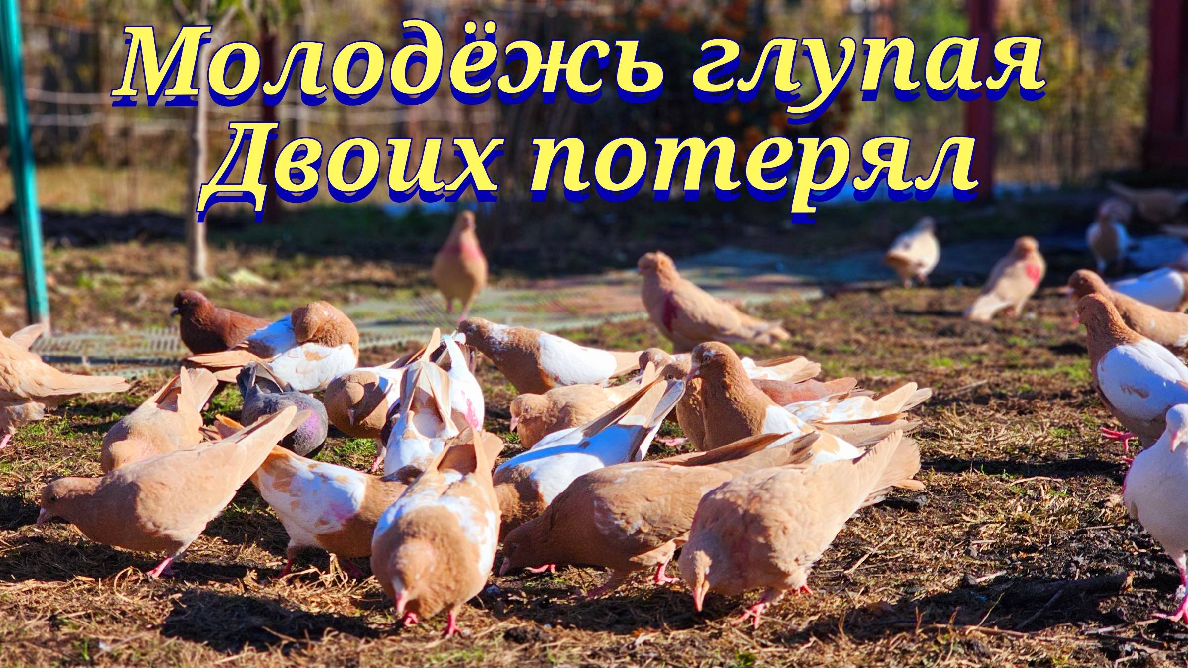 Без гона потерял 2х молодых смотреть онлайн