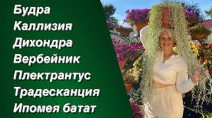 Растения для кашпо с ЭФФЕКТНОЙ КРАСИВОЙ ЛИСТВОЙ. Наш опыт выращивания