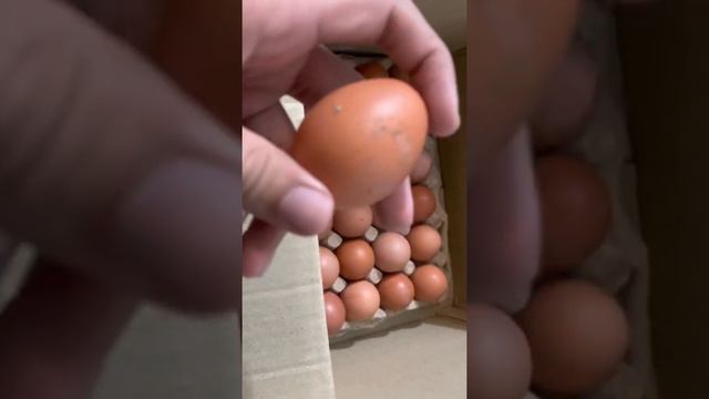 Luhman brown hens eggs 😍🥰#eggs #lohman #brown смотреть онлайн