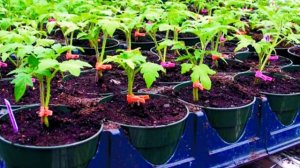 Подкормки для коренастой рассады томатов.   Буква  "В"