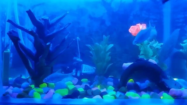 Small fish tank natural deco смотреть онлайн