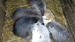 Кормим НУТРИЙ утром и вечером. 25.12.24