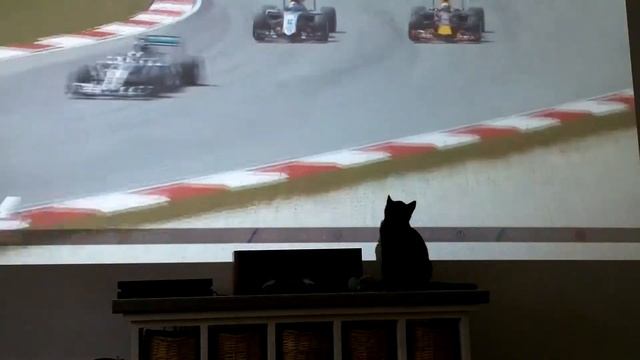 Ace the cat Formula 1 смотреть онлайн