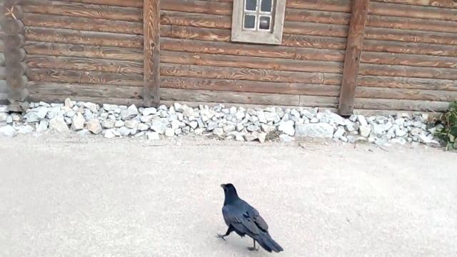 Запорожская Сечь изнутри смотреть онлайн
