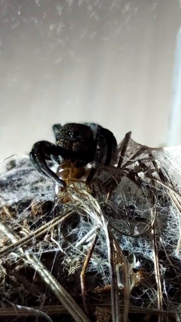 Милый паук убийца (Eresus kollari) смотреть онлайн