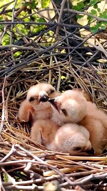 Black-winged kite bird babies (P 5) #shorts смотреть онлайн