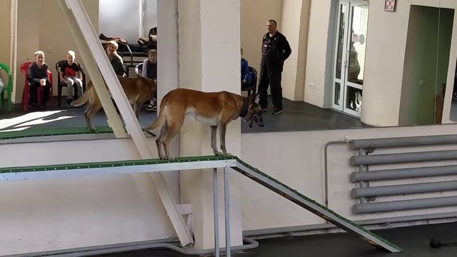 Преодоление препятствий, команда «сидеть» сбоит / Overcoming obstacles, sit command failed смотреть онлайн