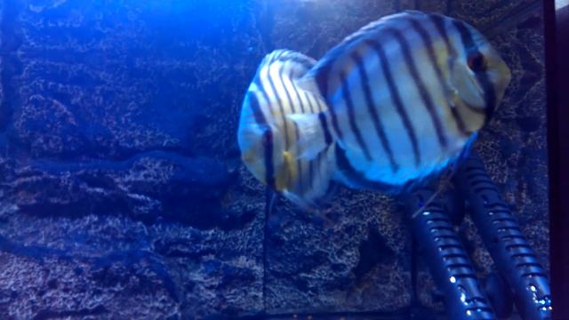 Wild Discus Peru Red Spotted Green смотреть онлайн