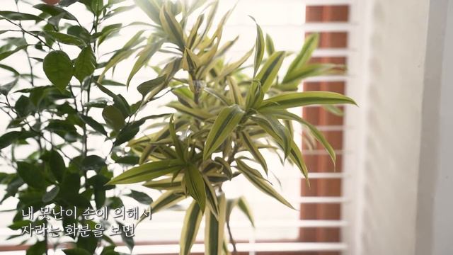 심플한 아침 맛있는 일상 / 커피젤리 와플토스트 만들고 화분 받침대 꾸미고 채소 진공포장하는 일상 смотреть онлайн