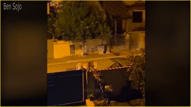 TERRIFYING Moments When Wild Animals Taking Over the Streets !! смотреть онлайн