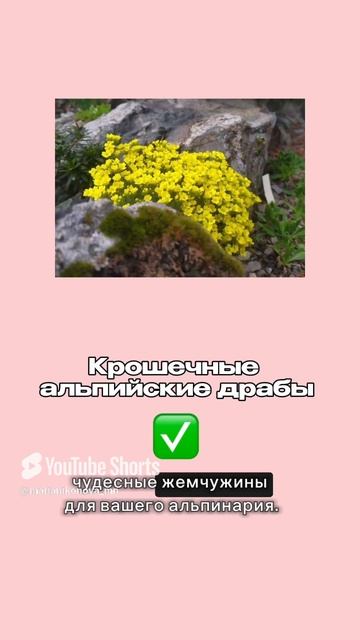 10 растений для настоящей альпийской горки. смотреть онлайн