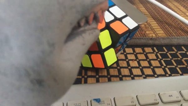 Shark puppet solve’s a Rubik’s cube.