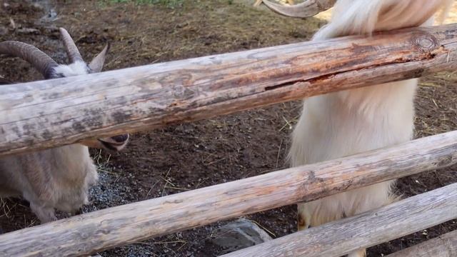 ПОПАЛИ НА ПЕННУЮ ВЕЧЕРИНКУ👉 КОРМИМ КОЗ 🐐ПРОВОЖАЕМ ЛЕТО 🥺 ВЛОГ