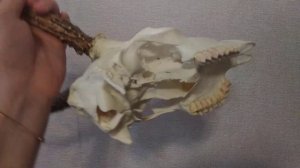 Делаю череп Косули клиенту