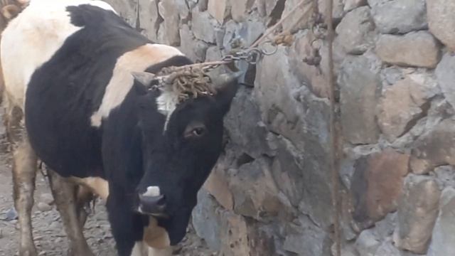 $3000 НАРХИ БУКА БУКАИ МАЙДА КАЛОН ФАРБЕ ГНОЖИН БУКЧА МОЛБОЗОРИ ... смотреть онлайн