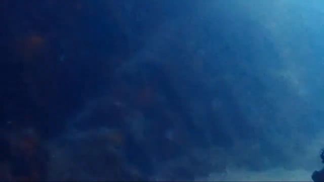2011.07 Octopus.mpg смотреть онлайн