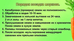 Мой способ посева любой зелени, моркови и т.д.