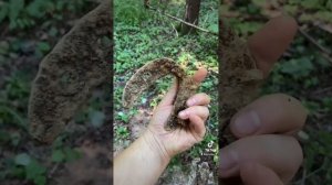 подкова 18 и 16 века, наглядная разница