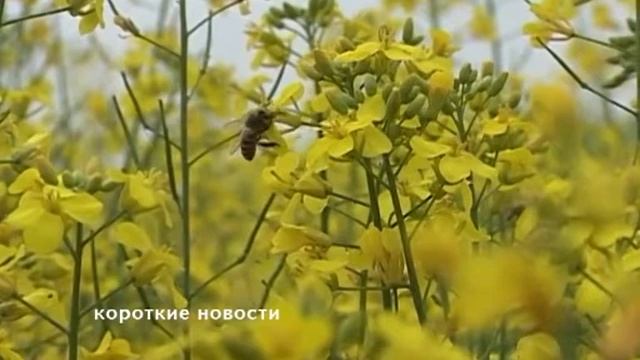 Новости 19 08 19 часть 2 смотреть онлайн