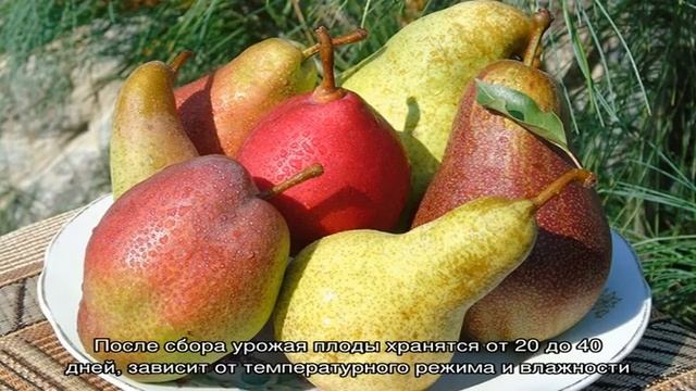 Самые сладкие и сочные сорта груш смотреть онлайн