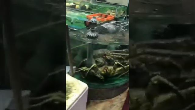 SAI KUNG SEAFOODS MARKET IN HONGKONG. GIANT CRAB,GIANT LOBSTER AND MORE. смотреть онлайн