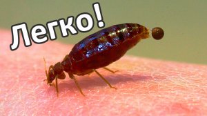 Может ли один клоп размножаться и как быстро это будет происходить в квартире?