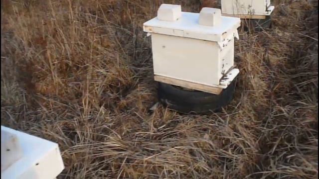 Дождались облёта! Радуемся вместе с пчёлами! смотреть онлайн