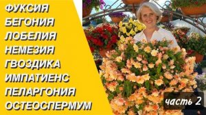 Цветы для кашпо и вазонов, которые не уступают петунии. Часть 2.