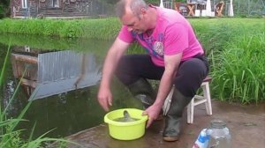 Сколько зарыбить карпа в свой пруд. Ответ очевиден