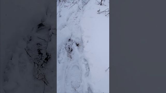 Пристрелка карабин Лось 145 калибр 223rem. смотреть онлайн