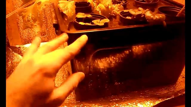 check DWC system with your own hands))) смотреть онлайн