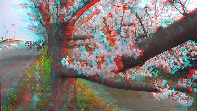 [3D video] Cherry blossoms 3D [ Long edition ] / for red-cyan anaglyph glasses смотреть онлайн