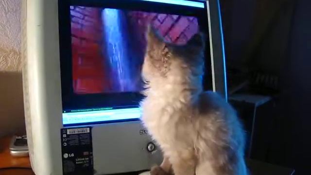 28.11.2009 Кошка ценит 7 расу смотреть онлайн