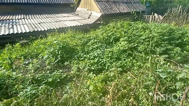 Дачный влог/Срочно надо убрать это растение из цветника☝🤔/Обзор соседнего участка. смотреть онлайн