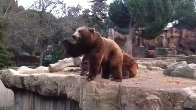 Oso / bear grizzly bear смотреть онлайн