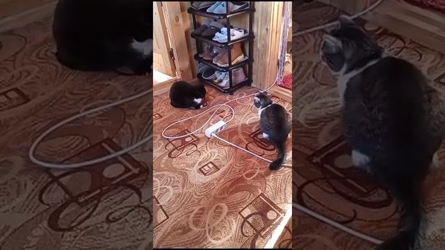 Дележка территории. Хозяйку они тоже делят😆😆😆😆 Кася и Бага смотреть онлайн