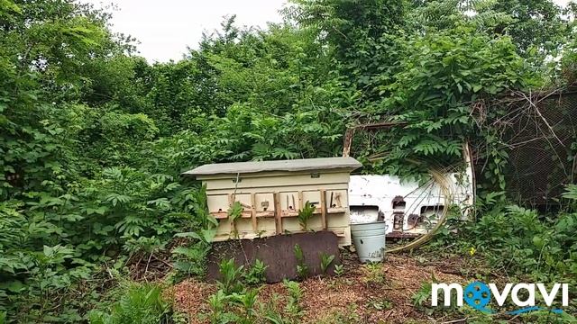 Отводоки на одну рамку, выход маток. смотреть онлайн