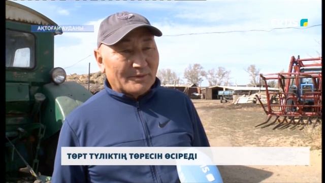 ТӨРТ ТҮЛІКТІҢ ТӨРЕСІН ӨСІРЕДІ смотреть онлайн