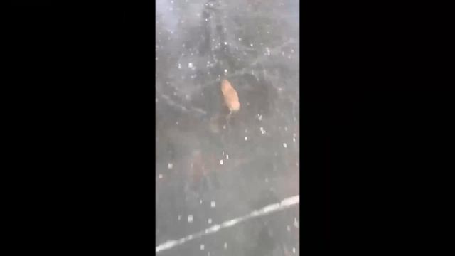 Подборка видеоприколов №10