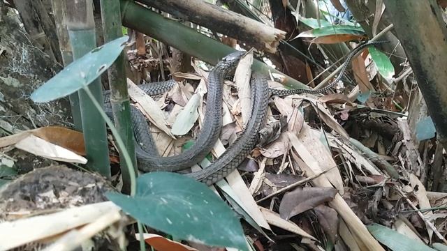 KING COBRA Nesting in the Wild! - Corey Wild , VENOMOUS SNAKES #59 смотреть онлайн