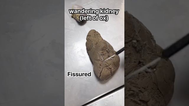 comparative of kidney between different animals смотреть онлайн