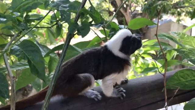 10 day trip to Colombia: Bogota, Minca, Tayrona and Cartagena. смотреть онлайн
