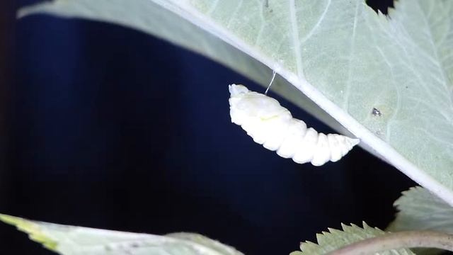 Old World Swallowtail Pupation 2/4 キアゲハ前蛹aが蛹になるまで смотреть онлайн