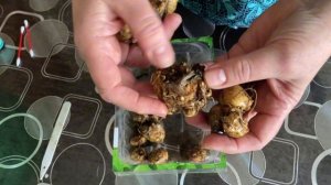 ГОТОВИМ КЛУБНИ КАЛЛЫ К ПРОРАЩИВАНИЮ.