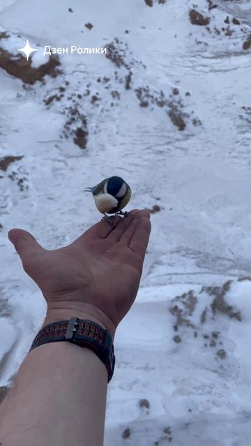 Синичка смотреть онлайн
